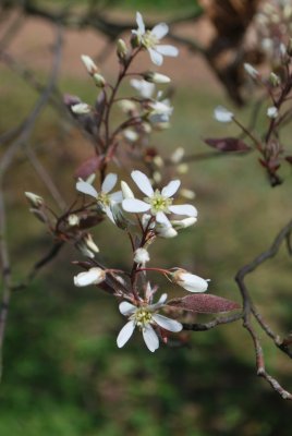 Amelanchier canadensis - muchovník kanadský - květy